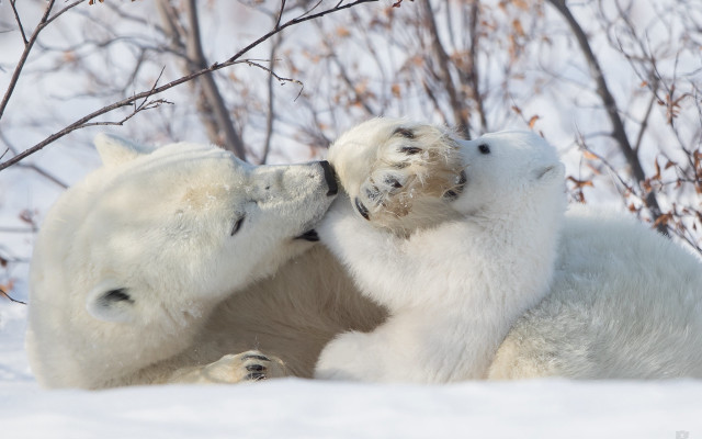 Polar bears playing snow ecological #2 free wallpaper - medium preview image