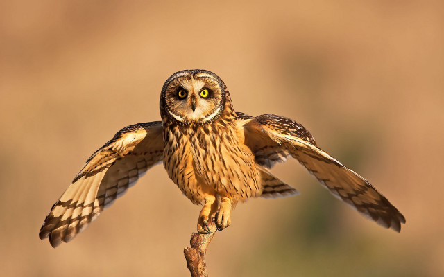 Owl spread wings perched glowing free wallpaper - medium preview image