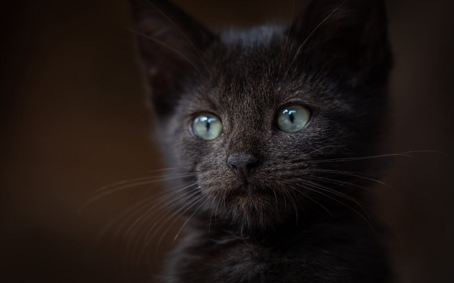 Black cat green eyes portrait #6 free wallpaper - medium preview image