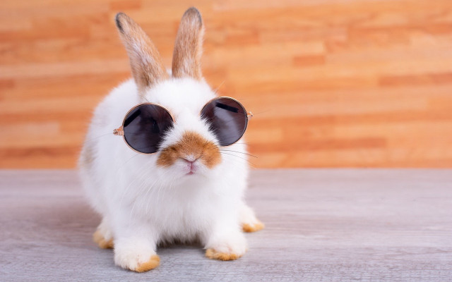 Rabbit sunglasses wood floor beatrix free wallpaper - medium preview image