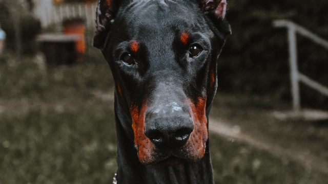 Dog regal portrait cassius coolidge free wallpaper - medium preview image