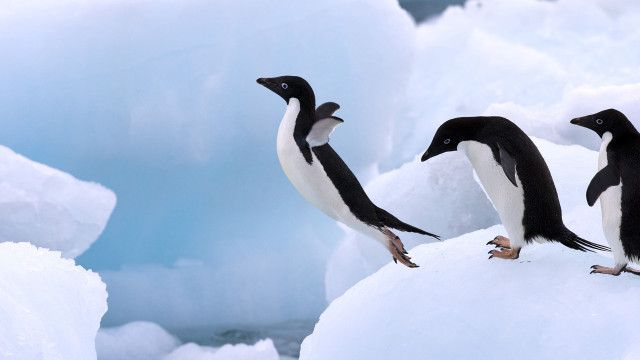 Penguins snow icebergs outdoors award free wallpaper - medium preview image