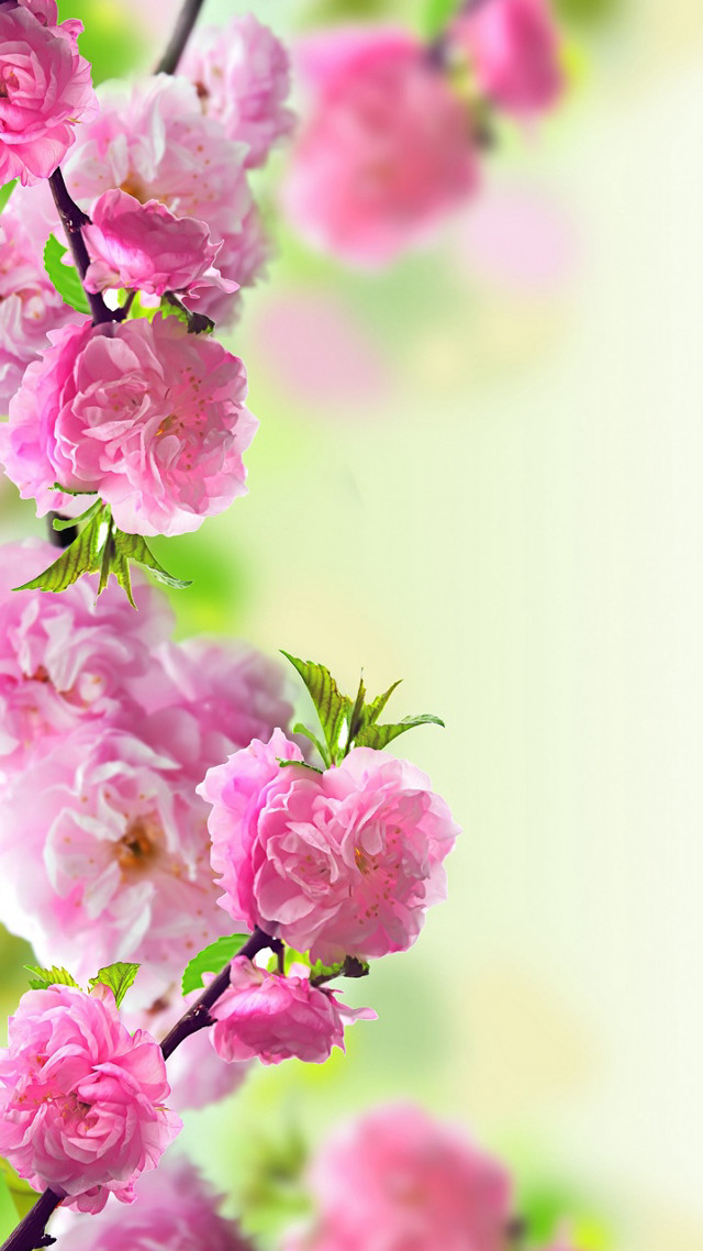 Pink flower white background green free wallpaper - medium preview image