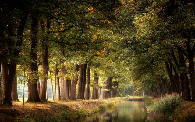 River forest autumn cityscape night free wallpaper - medium preview image