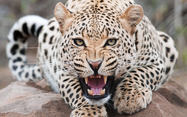 Leopard open mouth rock photorealistic free wallpaper - medium preview image