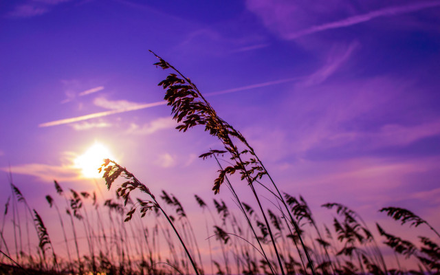 Purple sky sunset trees grass free wallpaper - medium preview image