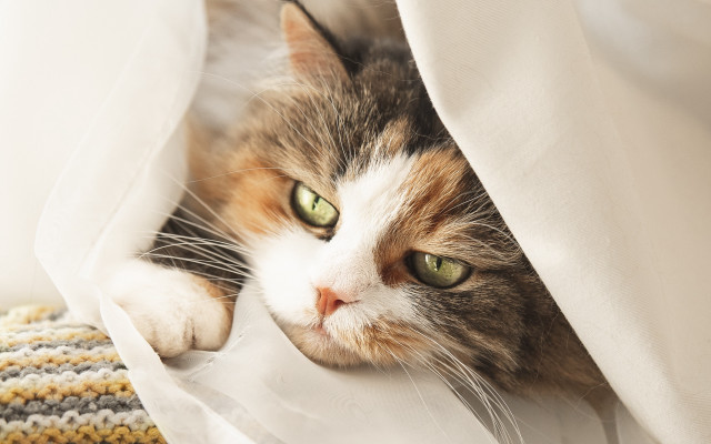 Cat peeking white curtain impressionism free wallpaper - medium preview image