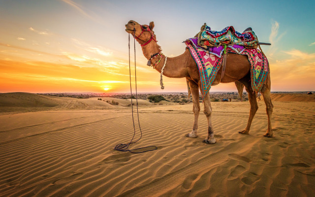 Camel saddle desert sunset sky free wallpaper - medium preview image
