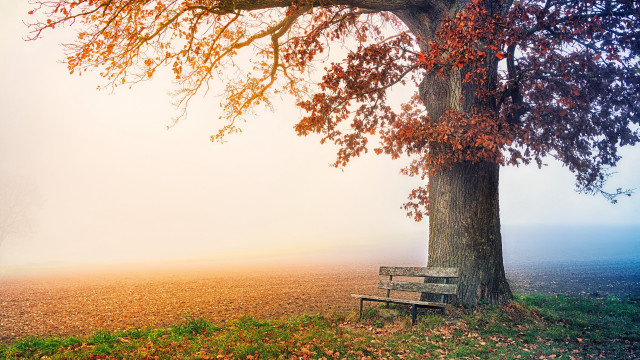 Bench under tree foggy autumn free wallpaper - medium preview image