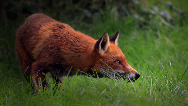 Red fox grass woods foraging free wallpaper - medium preview image