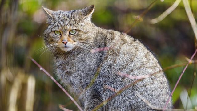 Cat bush portrait nature depthfield free wallpaper - medium preview image