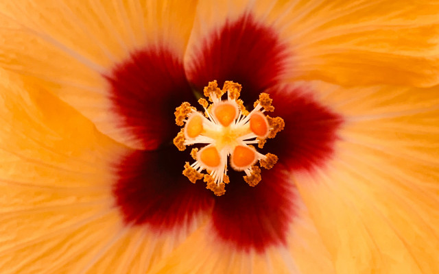 Yellow flower red center macro #2 free wallpaper - medium preview image