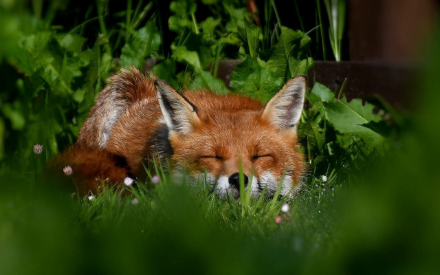 Red fox sleeping grass blurry free wallpaper - medium preview image