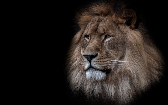 Lion black background white stripe free wallpaper - medium preview image