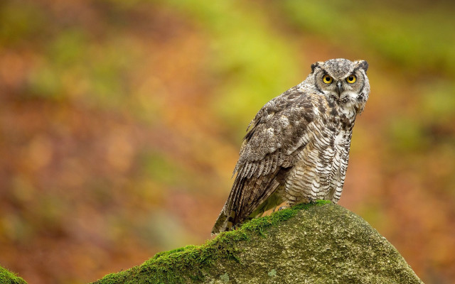 Small owl moss rock forest free wallpaper - medium preview image