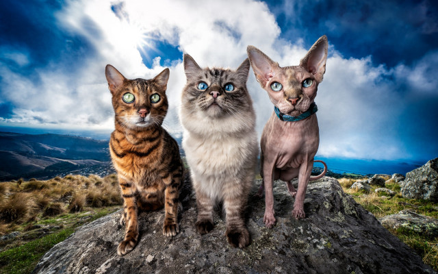 Three cats rock sky mountain #2 free wallpaper - medium preview image