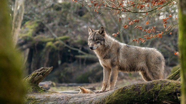 Wolf log forest branch puzzle free wallpaper - medium preview image