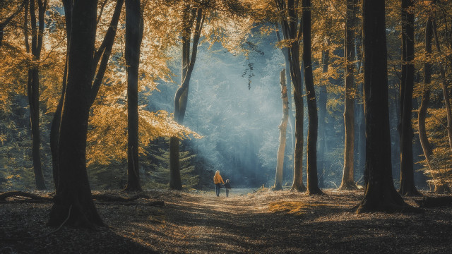 Forest trail yellow leaves long free wallpaper - medium preview image