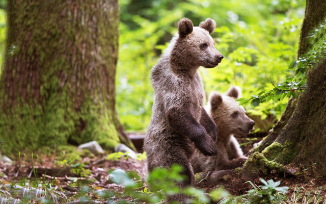 Bear cub woods mother flower free wallpaper - medium preview image