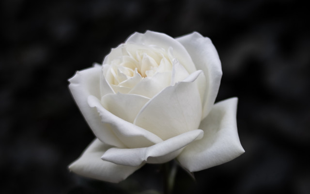 White rose vase table rococo free wallpaper - medium preview image