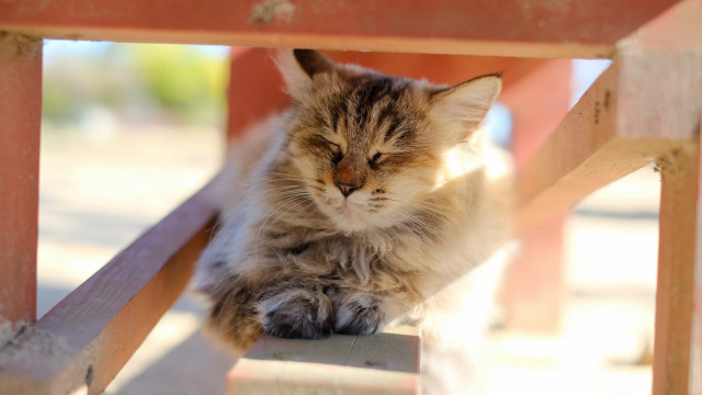 Cat bench closed eyes tilt free wallpaper - medium preview image