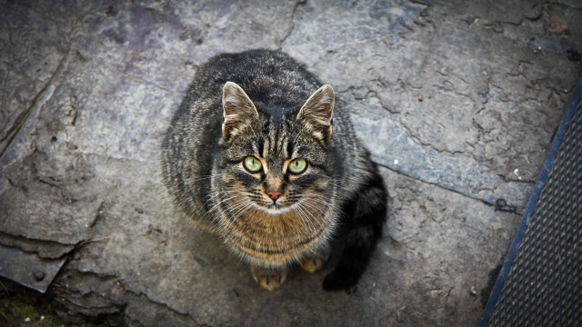 Cat rock green eyes neoplasticism free wallpaper - medium preview image