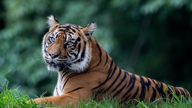 Tiger grass forest blurry background free wallpaper - medium preview image