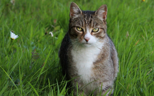 Sad cat in grass butterfly free wallpaper - medium preview image