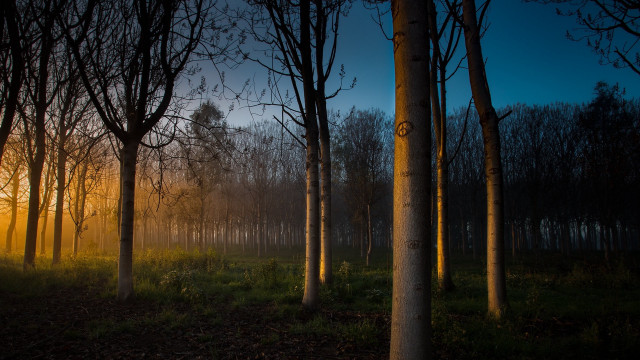 Bamboo forest sunset fog nature free wallpaper - medium preview image