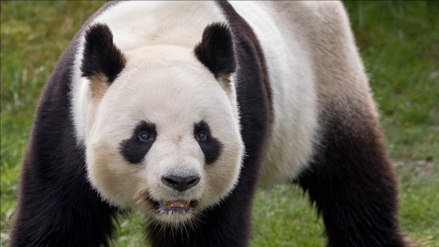 Panda bear walking grass open free wallpaper - medium preview image