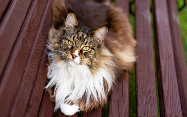 Cat sad eyes bench blurry free wallpaper - medium preview image
