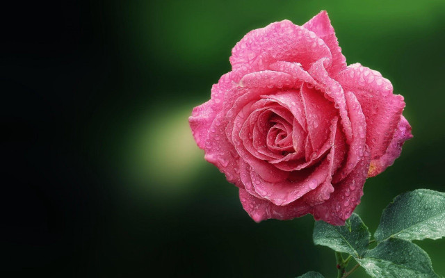 Pink rose water droplets gothic #2 free wallpaper - medium preview image