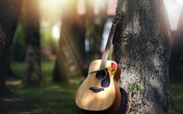 Guitar tree park flower rose free wallpaper - medium preview image