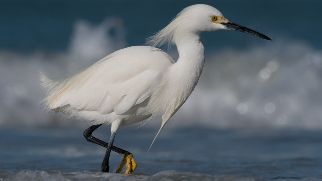 White bird beach ocean wave free wallpaper - medium preview image