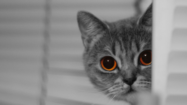 Cat orange eyes peeking behind free wallpaper - medium preview image