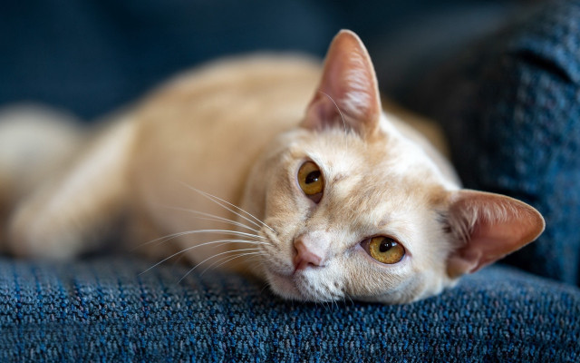 Curious cat blue couch felix free wallpaper - medium preview image