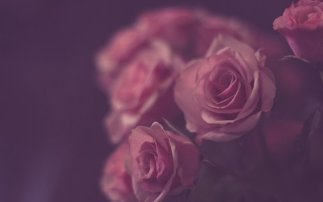 Pink roses vase purple black free wallpaper - medium preview image