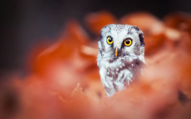 Owl yellow eyes bird fire free wallpaper - medium preview image