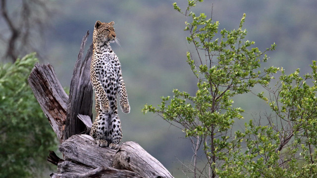 Leopard standing on tree branch free wallpaper - medium preview image