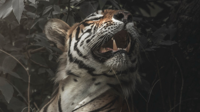 Tiger growling dark open mouth free wallpaper - medium preview image