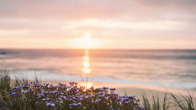 Flower beach ocean sunset tiltshift free wallpaper - medium preview image