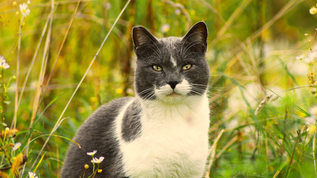 Cat flower field blurry background free wallpaper - medium preview image