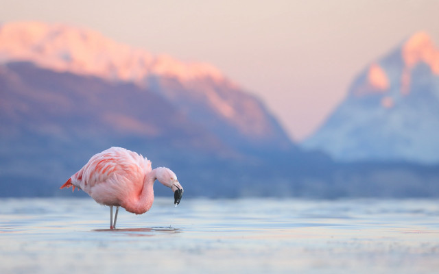 Pink flamingo mountains sunset water free wallpaper - medium preview image