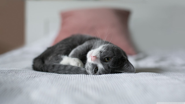 Cat bed pinkpillow blurry depthoffield free wallpaper - medium preview image