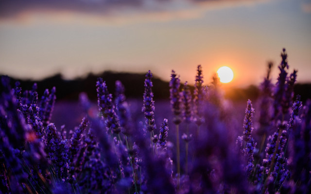 Lavender field sunset clouds moonlight free wallpaper - medium preview image