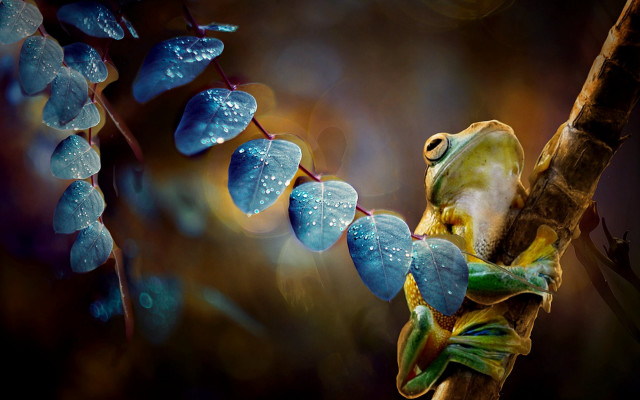 Frog branch water droplets photorealistic free wallpaper - medium preview image