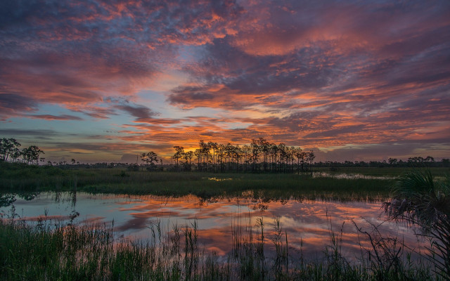 Sunset marsh trees water pink free wallpaper - medium preview image