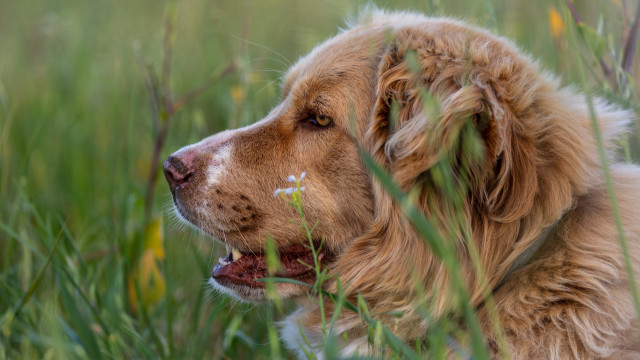Dog tallgrass lookingup openmouth nature free wallpaper - medium preview image