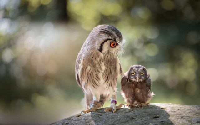 Small owl larger owl rock free wallpaper - medium preview image