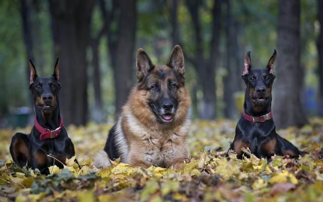 Three dogs leaves woods bokeh free wallpaper - medium preview image